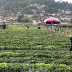 Fraises, pommes, myrtilles : l'IA aide les producteurs à choisir le jour de la récolte