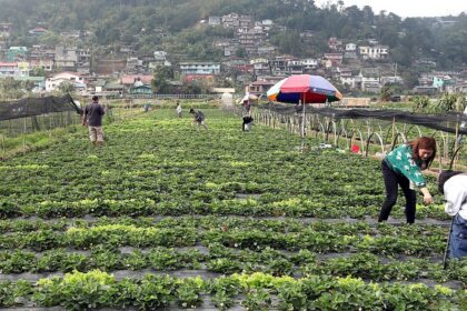 Fraises, pommes, myrtilles : l'IA aide les producteurs à choisir le jour de la récolte