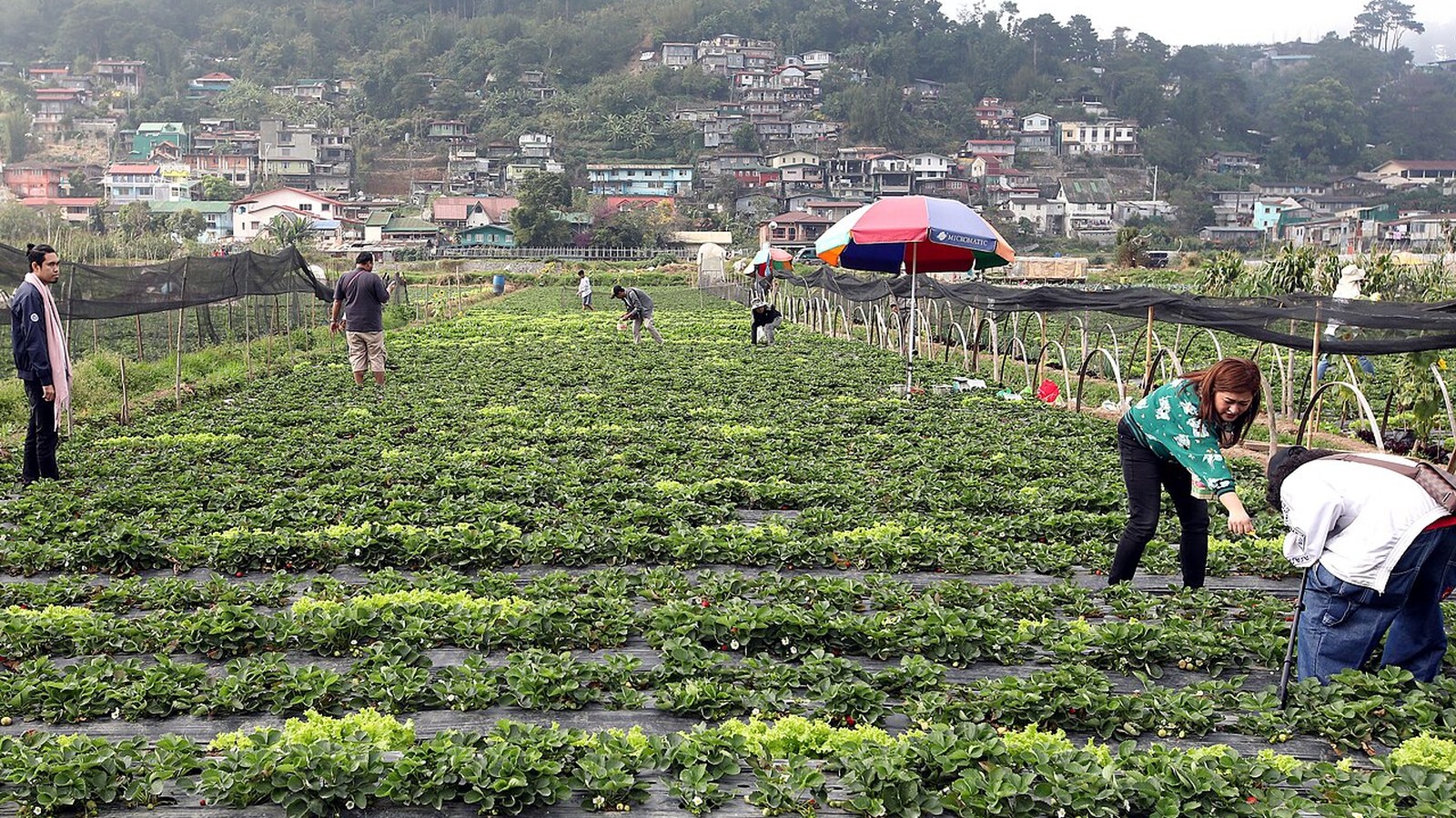 Fraises, pommes, myrtilles : l'IA aide les producteurs à choisir le jour de la récolte