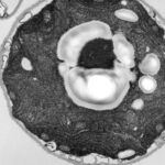 Nobel de médecine : l'optogénétique, ou l'art de piloter les neurones avec la lumière