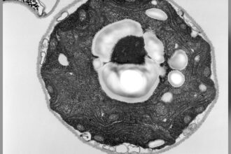 Nobel de médecine : l'optogénétique, ou l'art de piloter les neurones avec la lumière