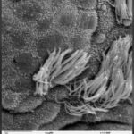Concours de microscopie Nikon : le lauréat disqualifié pour une vidéo générée par IA