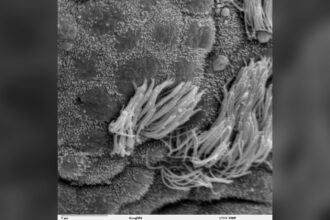 Concours de microscopie Nikon : le lauréat disqualifié pour une vidéo générée par IA