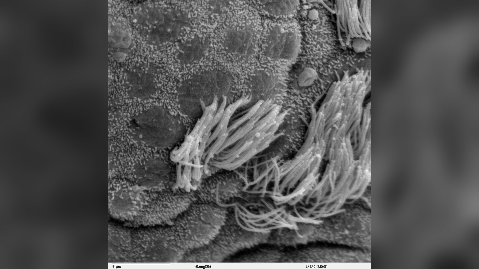 Concours de microscopie Nikon : le lauréat disqualifié pour une vidéo générée par IA